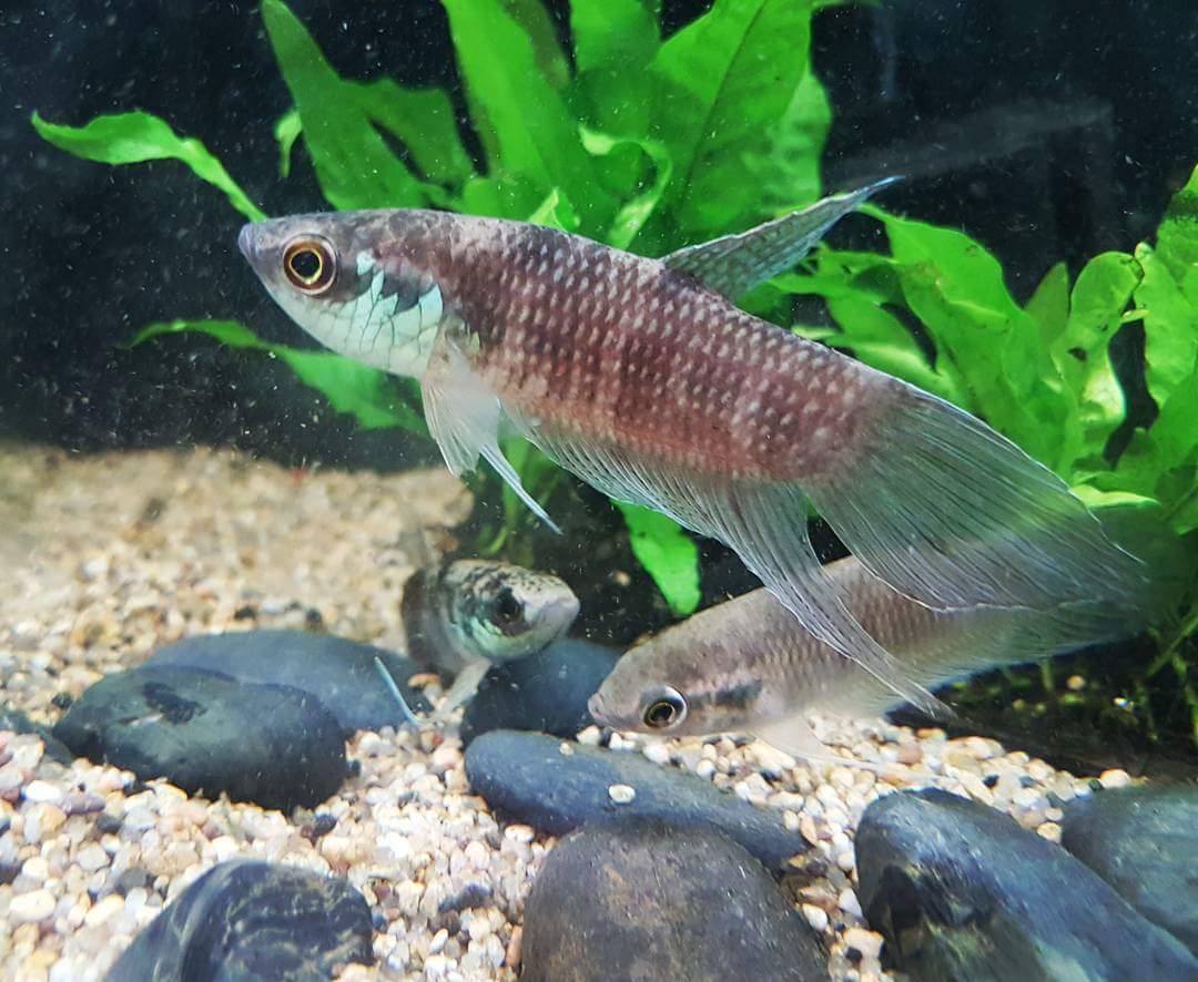 Betta Pugnax – ivenbetta - Main Image