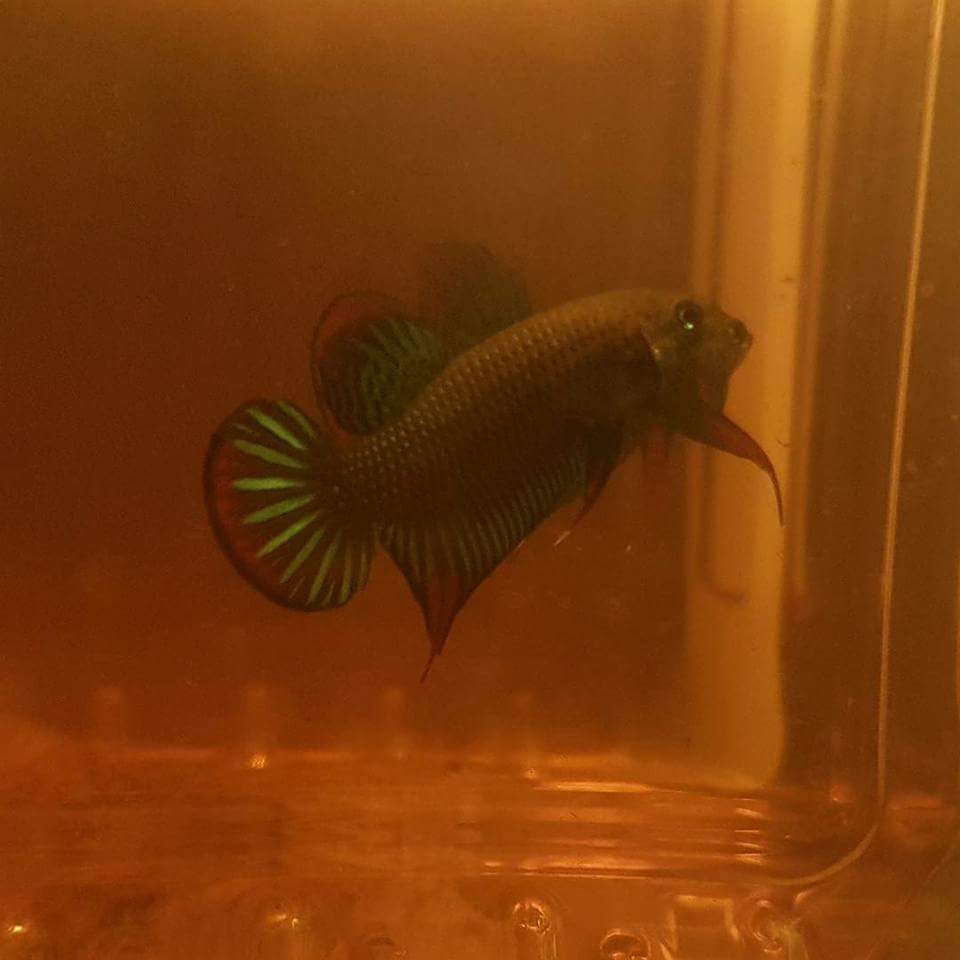 Betta Siamorientalis