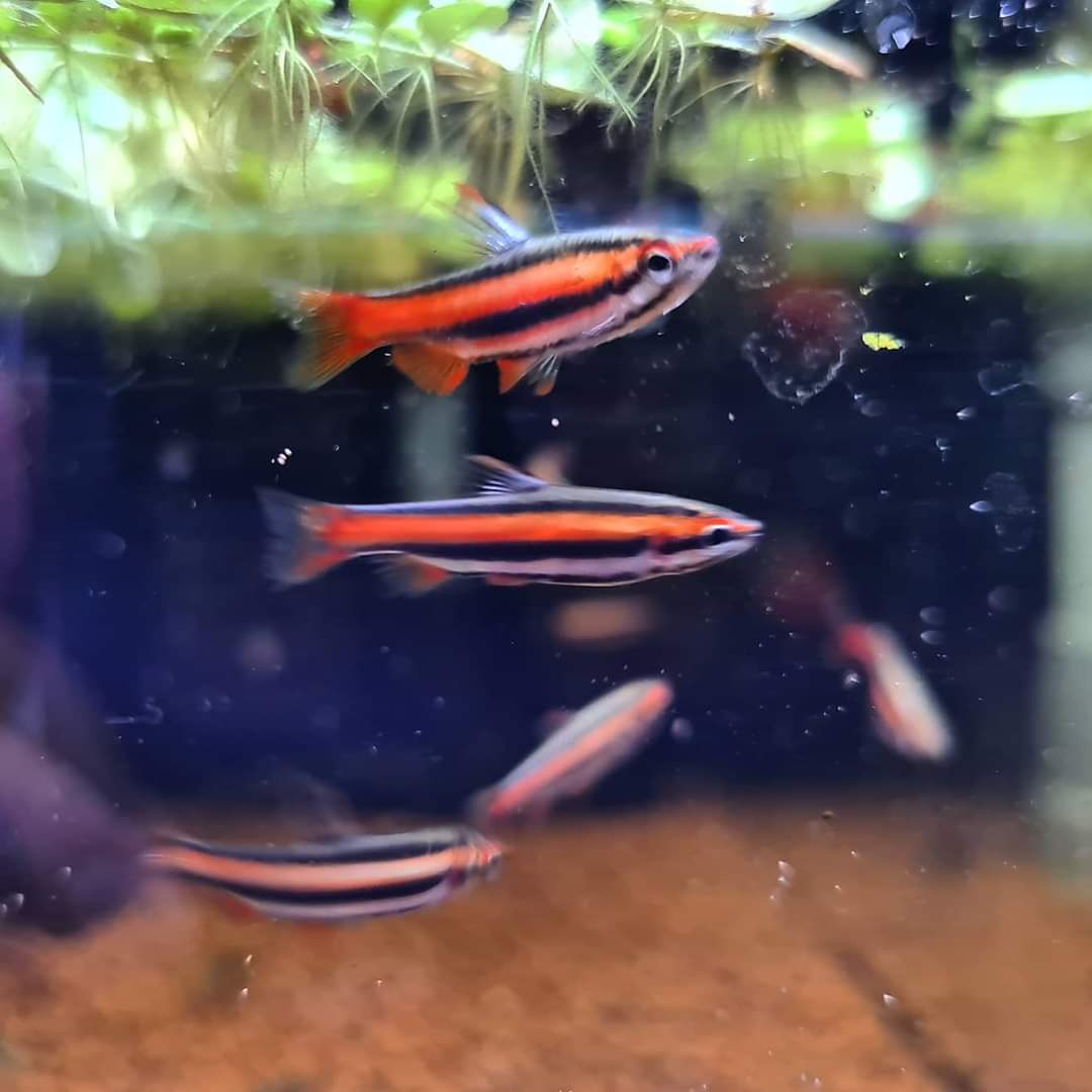 Nannostomus Mortenthaleri