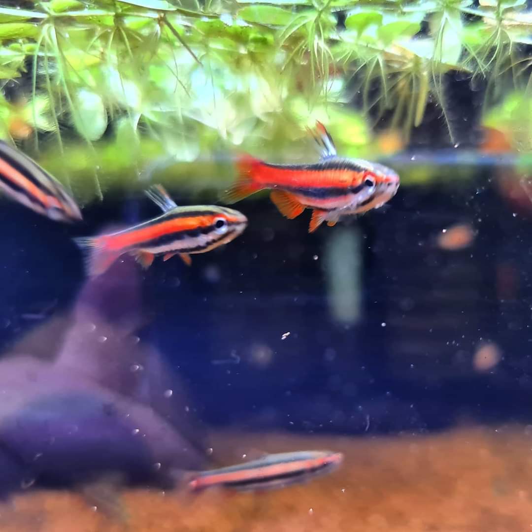 Nannostomus Mortenthaleri