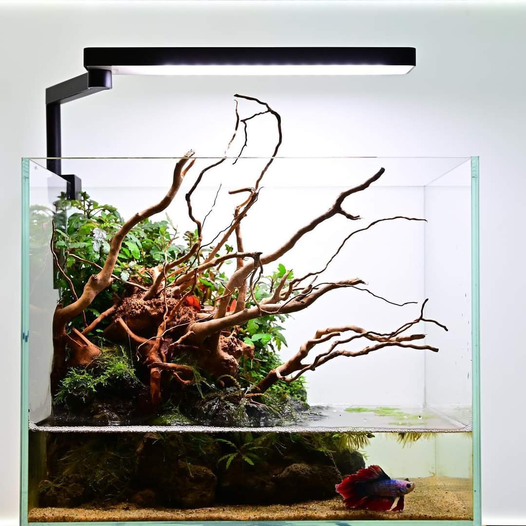 Chihiros CII Series Desktop Led Light