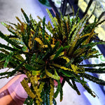 Fenestratarum Mulyadii