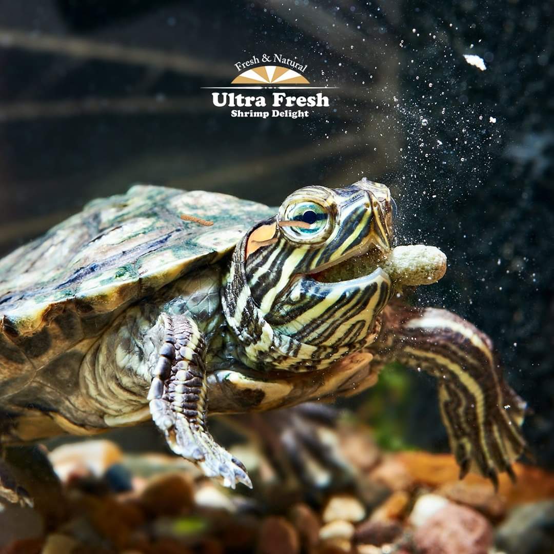 Azoo Ultra Fresh Turtle Nutri Stick