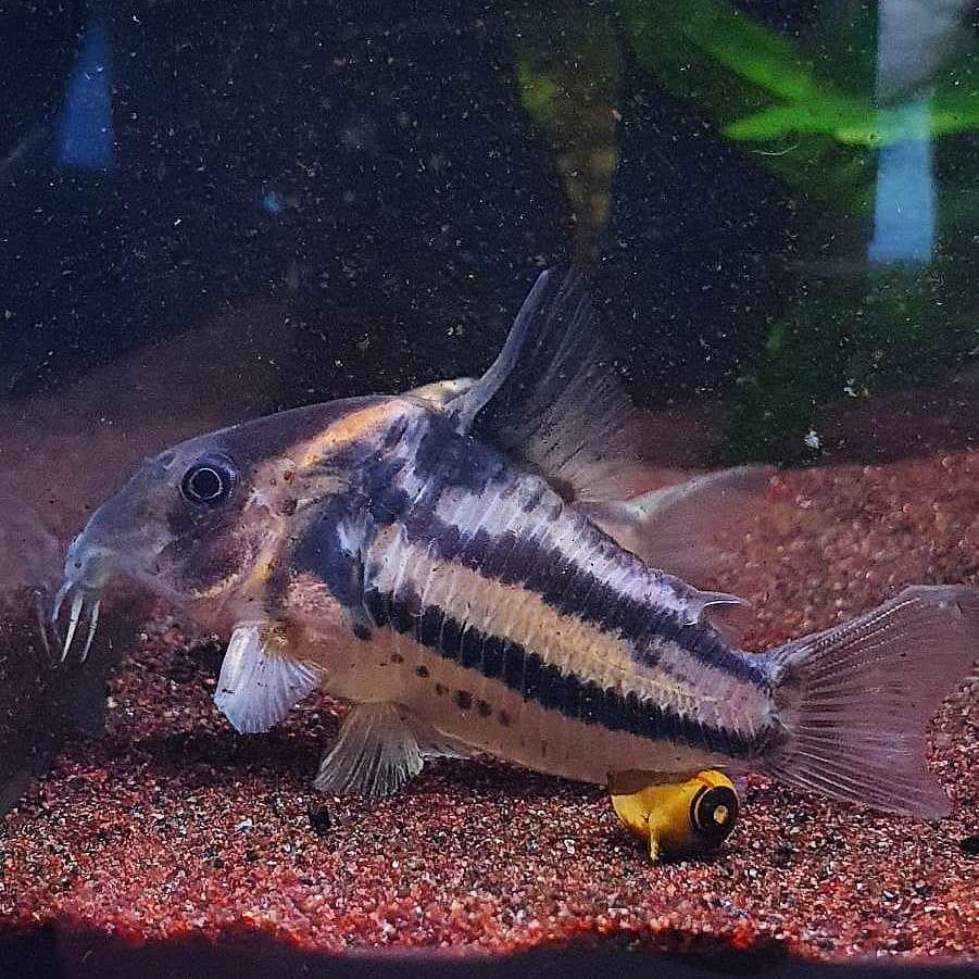 Corydoras sp. Parallelus "CW127"