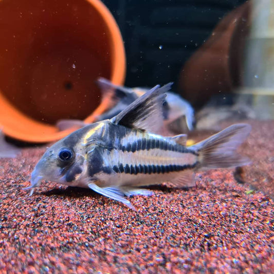 Corydoras sp. Parallelus "CW127"