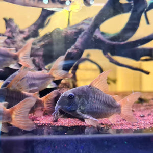 Corydoras Concolour