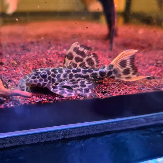 Pseudacanthicus cf. Leopardus L114