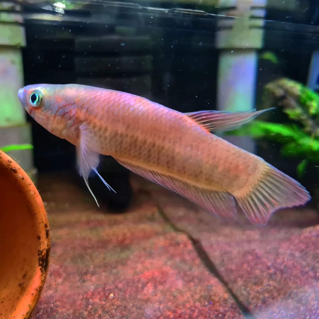Betta Patoti