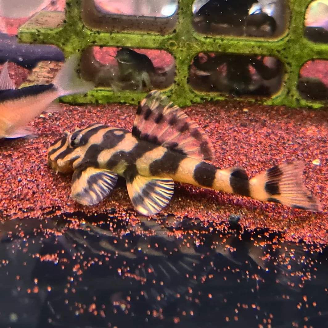 Dekeyseria Brachyura L52 L168