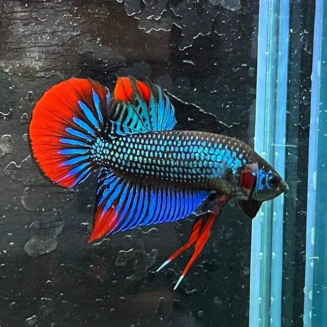Betta Imbellis