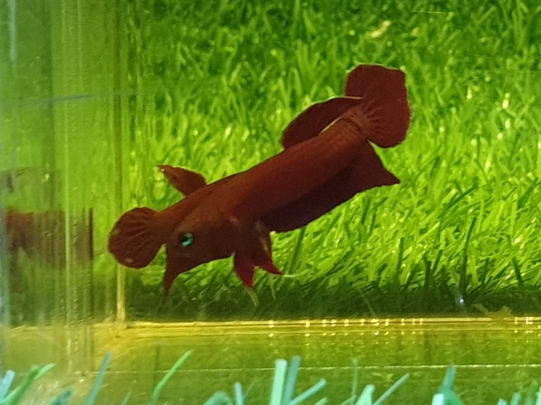 Betta Mulyadii sp. Api Api "Red"