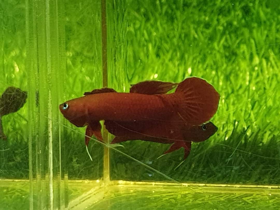 Betta Mulyadii sp. Api Api "Red"
