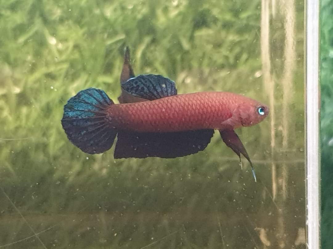 Betta Persephone