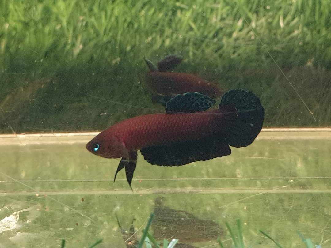 Betta Persephone