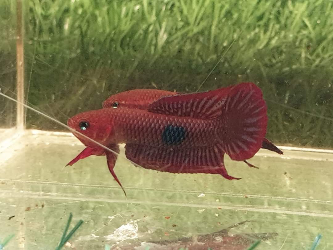 Betta Uberis