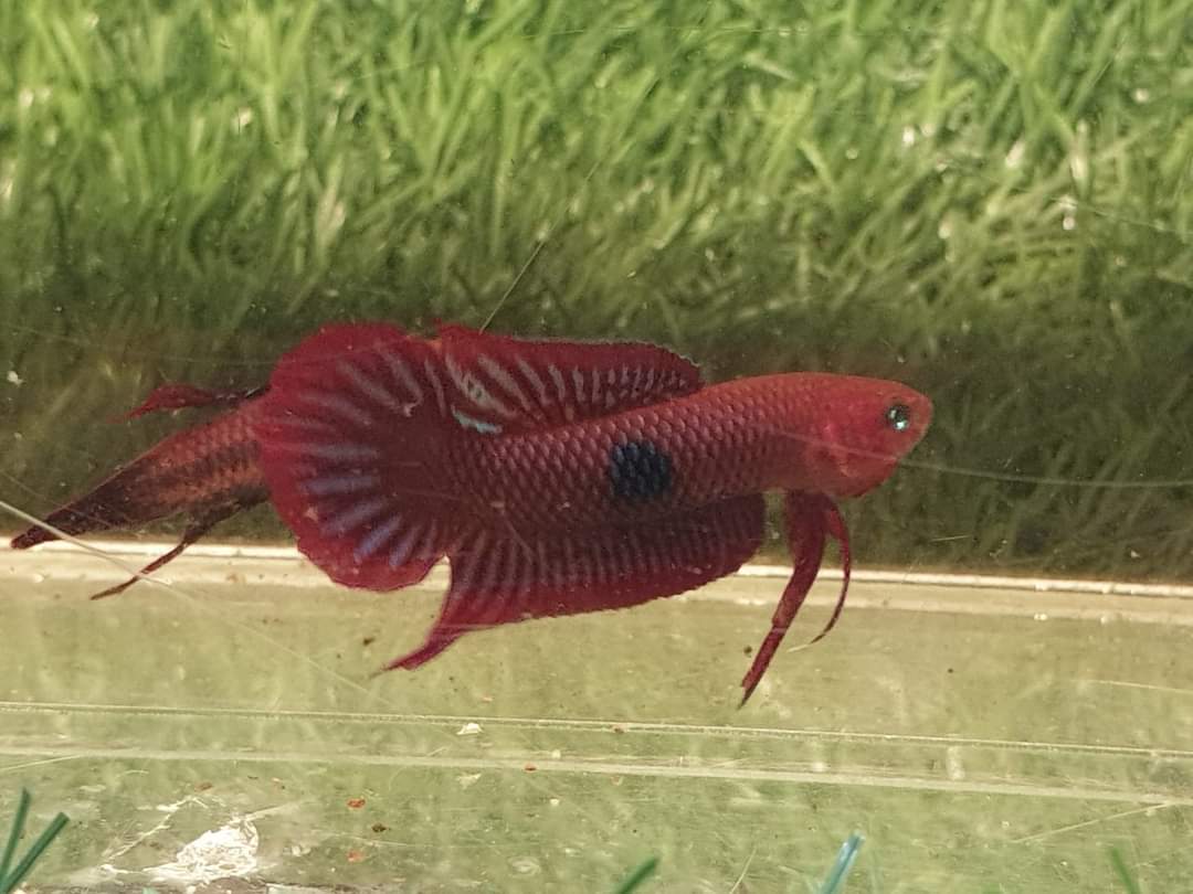 Betta Uberis
