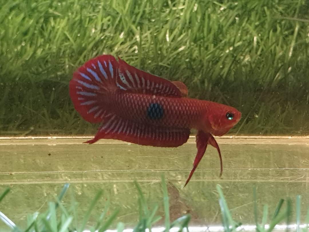 Betta Uberis