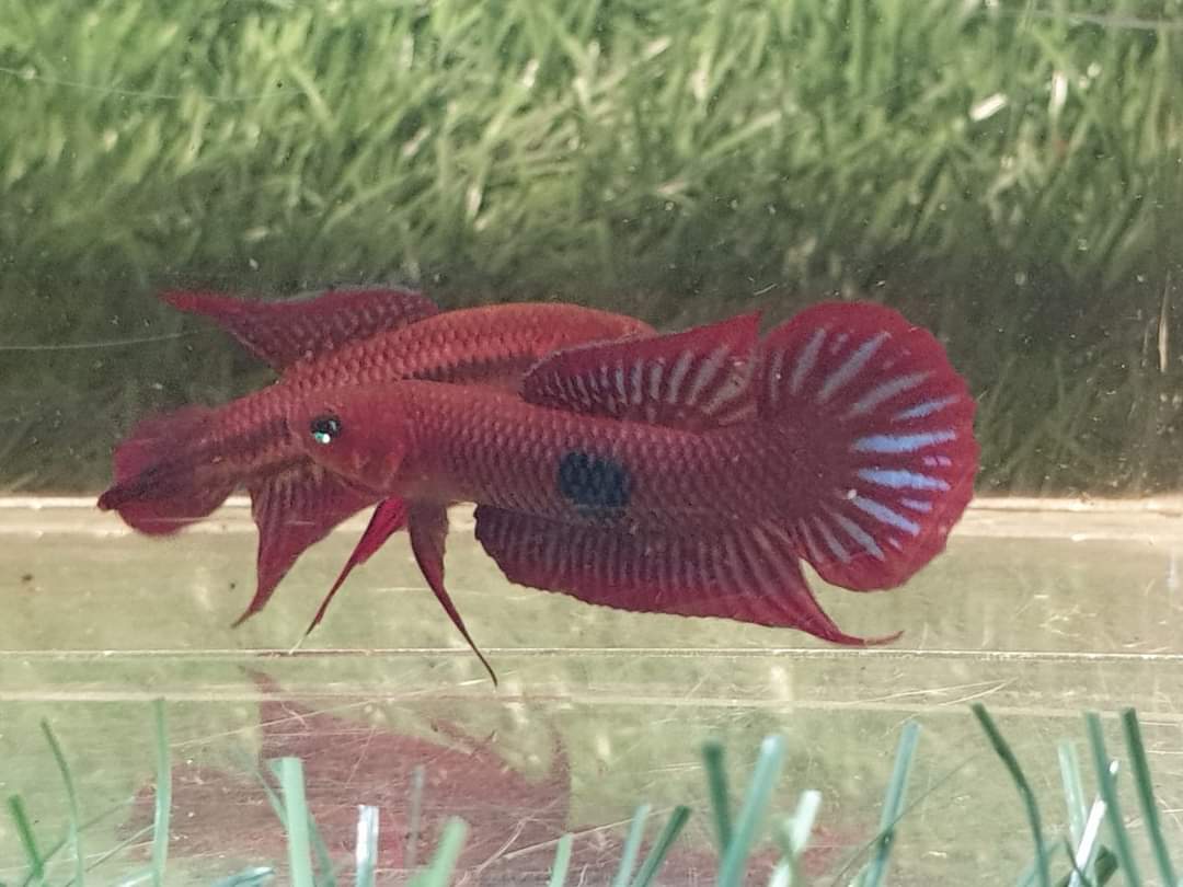 Betta Uberis