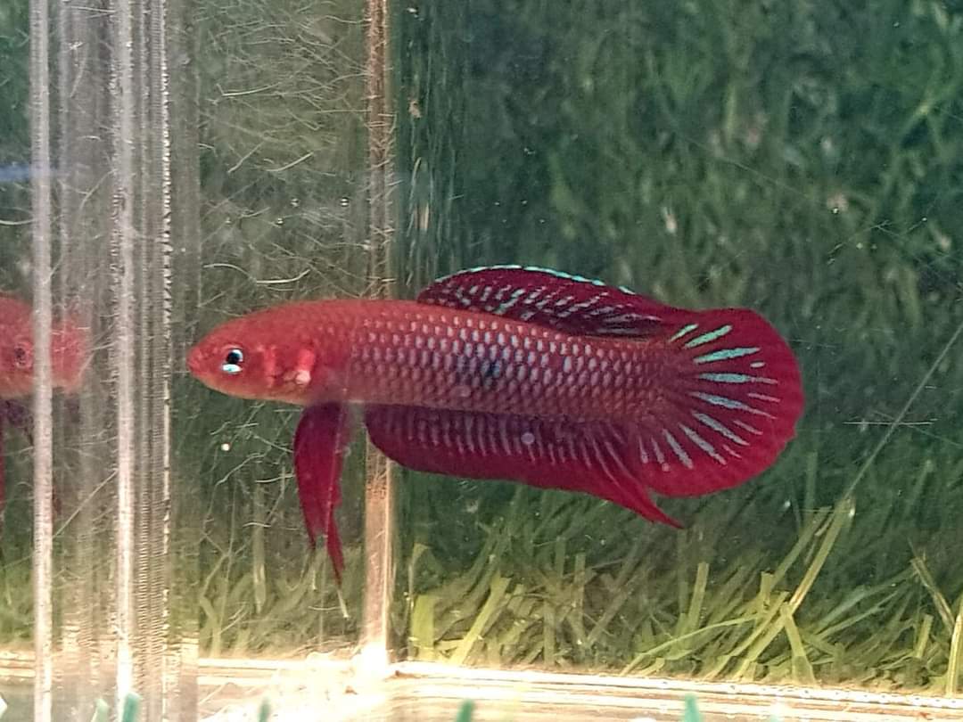 Betta Uberis