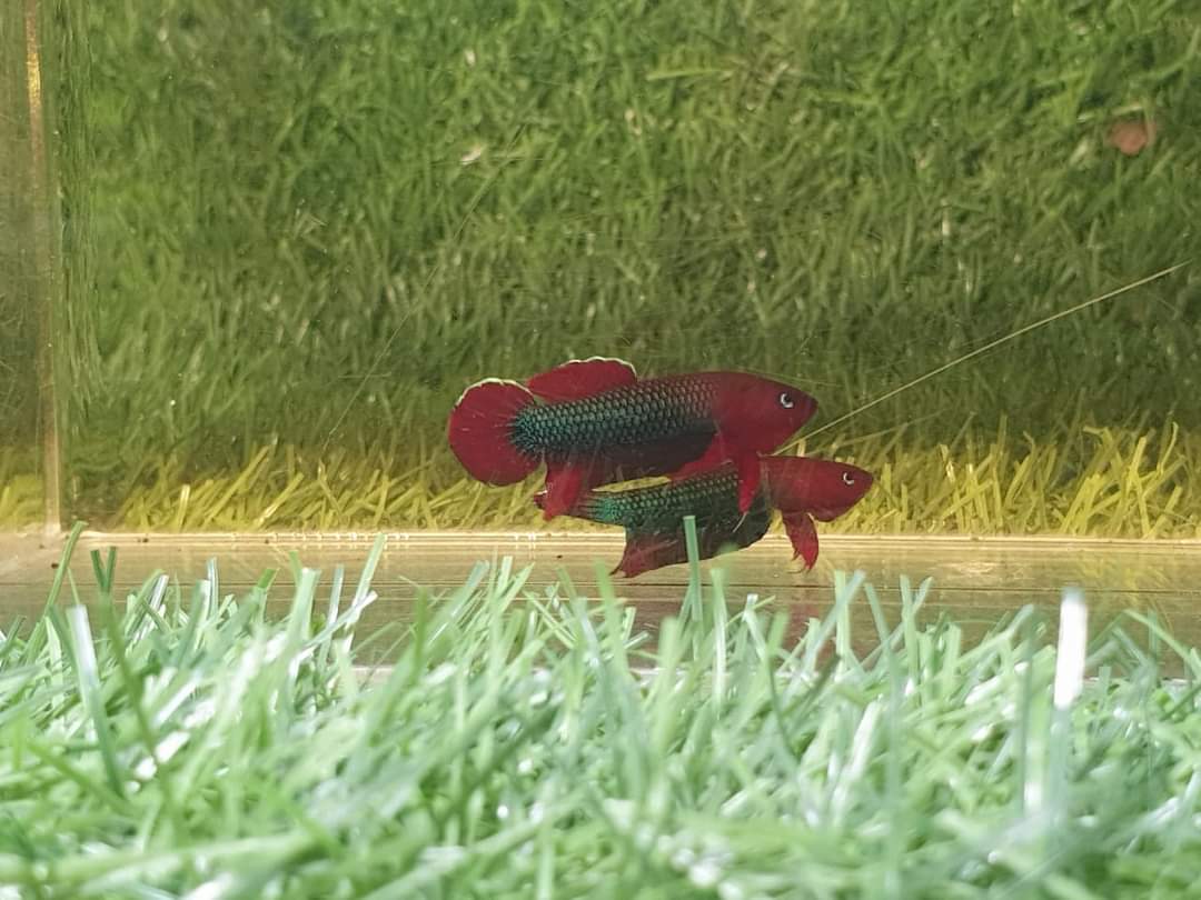 Betta Iaspis sp. Api Api "Jade"