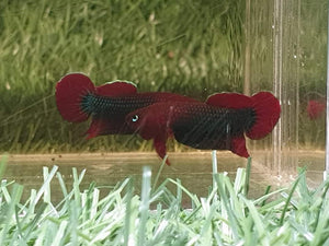 Betta sp. Api Api 'Jade'