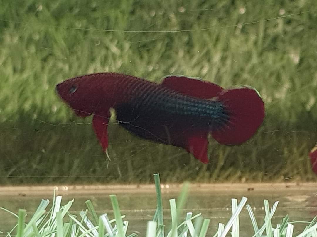 Betta Iaspis sp. Api Api "Jade"