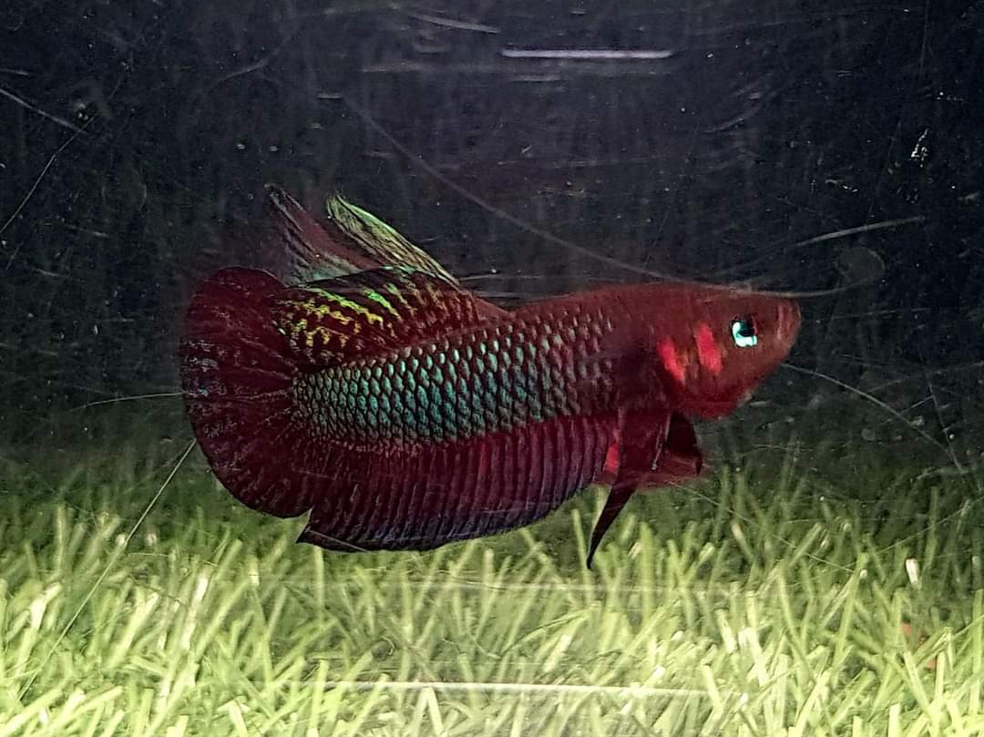 Betta Hendra