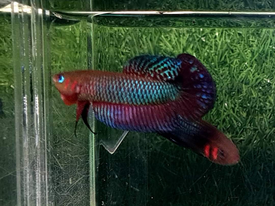 Betta Hendra