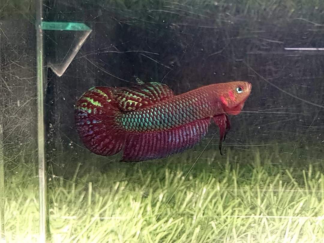 Betta Hendra