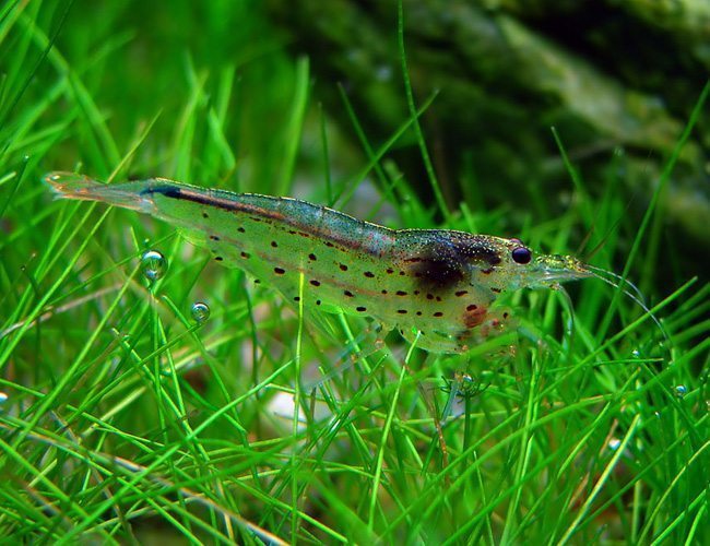 Caridina Multidentata