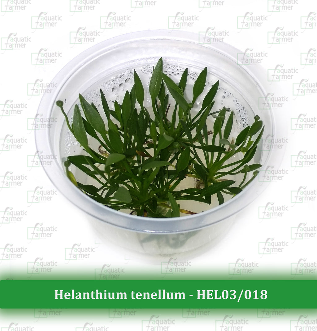 Aquatic Farmer - Helanthium Tenellum