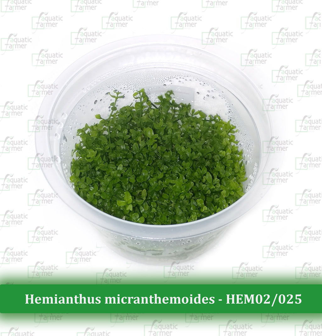 Aquatic Farmer - Hemianthus Micranthemoides