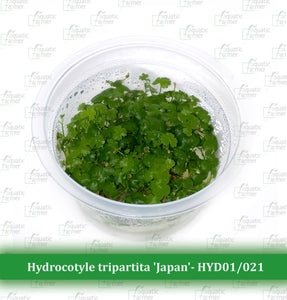 Aquatic Farmer - Hydrocotyle Tripartita 'Japan'