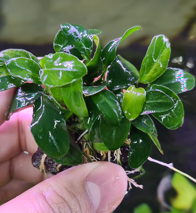 Anubias Barteri var. Petite Nana