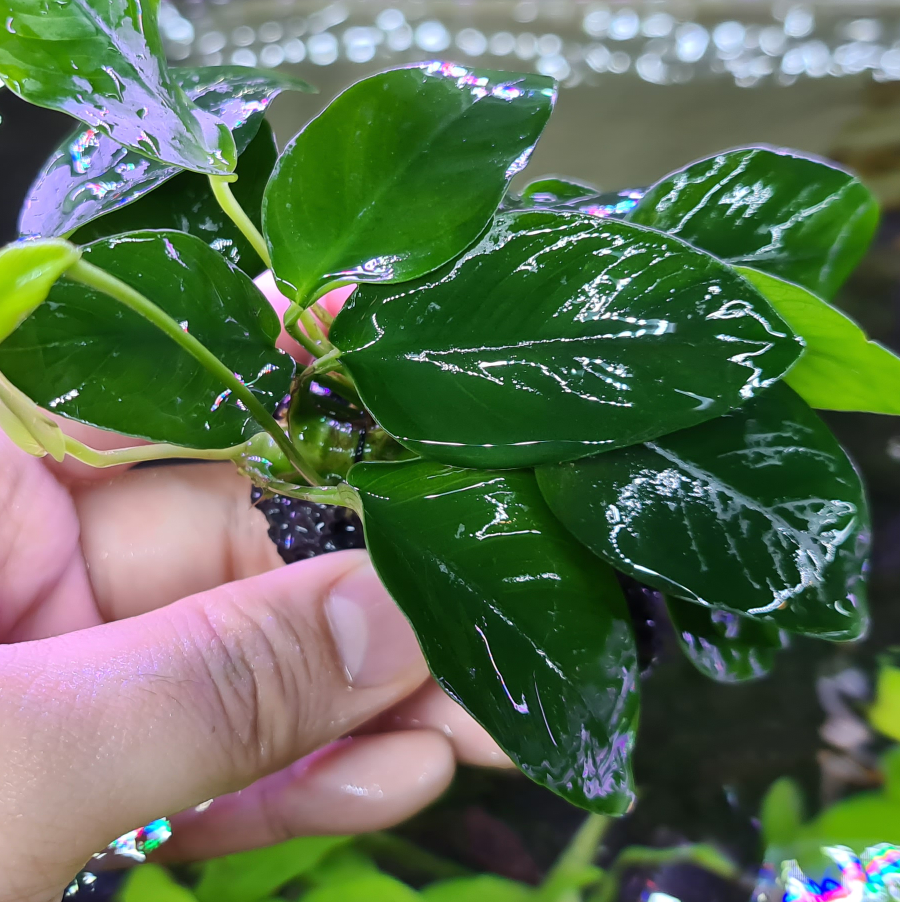 Anubias Barteri var. Mini Nana - Rock