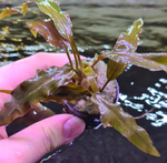 Cryptocoryne Wendtii var. Brown Indo