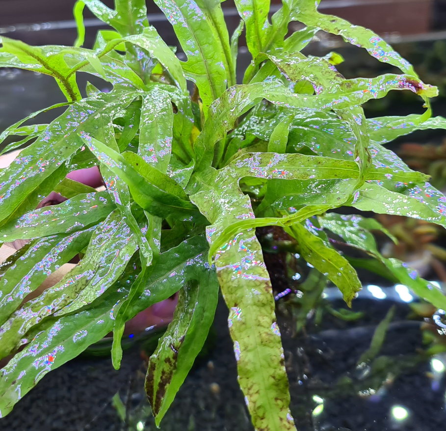 Microsorum Pteropus var. Trident - Rock