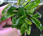 Anubias Barteri var. Glabra Variegated