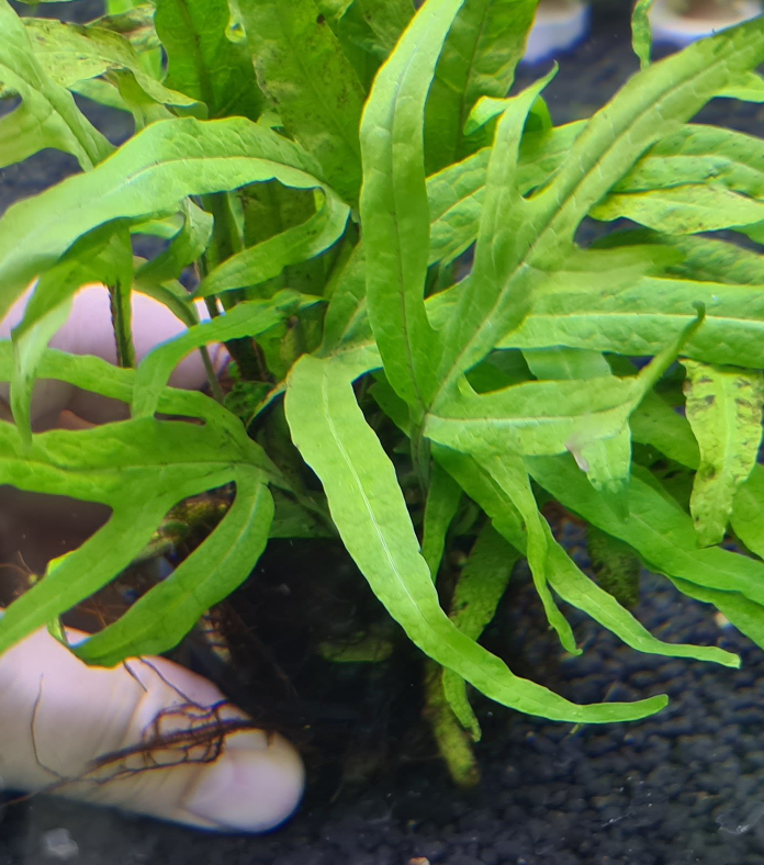 Microsorum Pteropus var. Trident - Rock