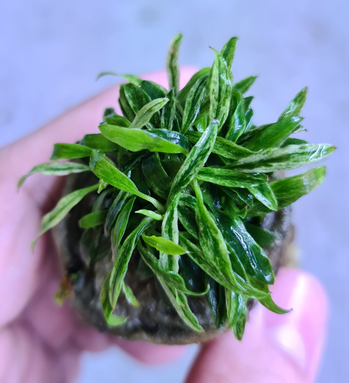 Anubias Barteri var. Glabra Variegated