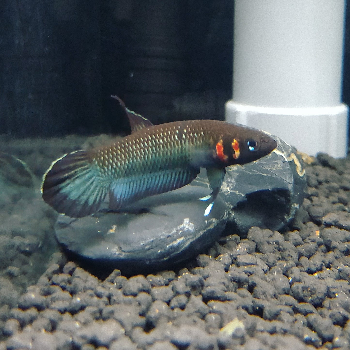 Betta Foerschi
