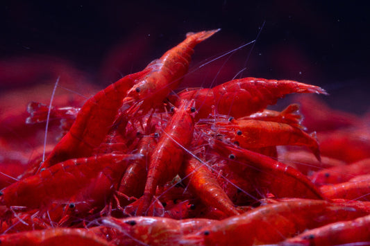 Neocaridina Davidi sp. Fire Red