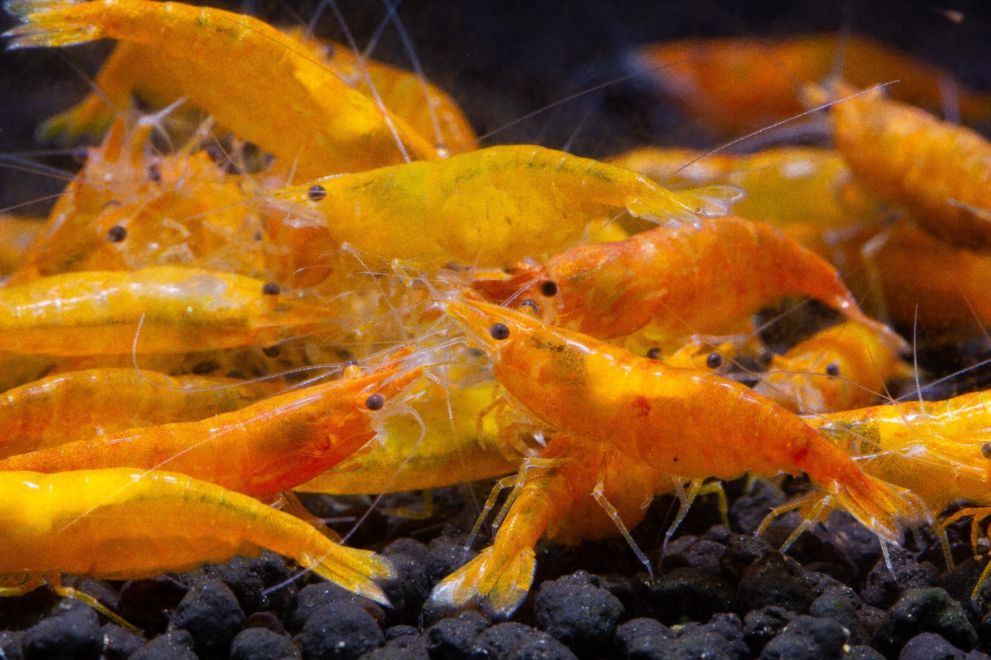 Neocaridina Davidi sp. Sunkist