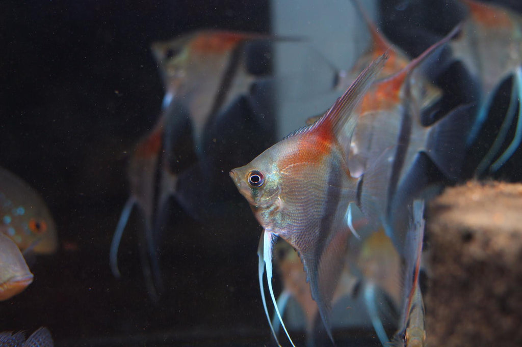 Pterophyllum Scalare sp. 'Manacapuru Red'