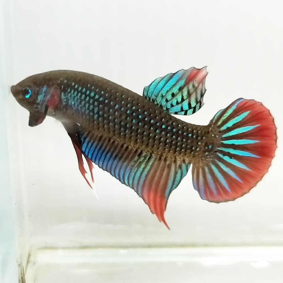Betta Imbellis