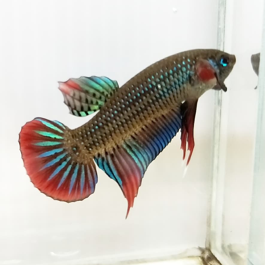 Betta Imbellis