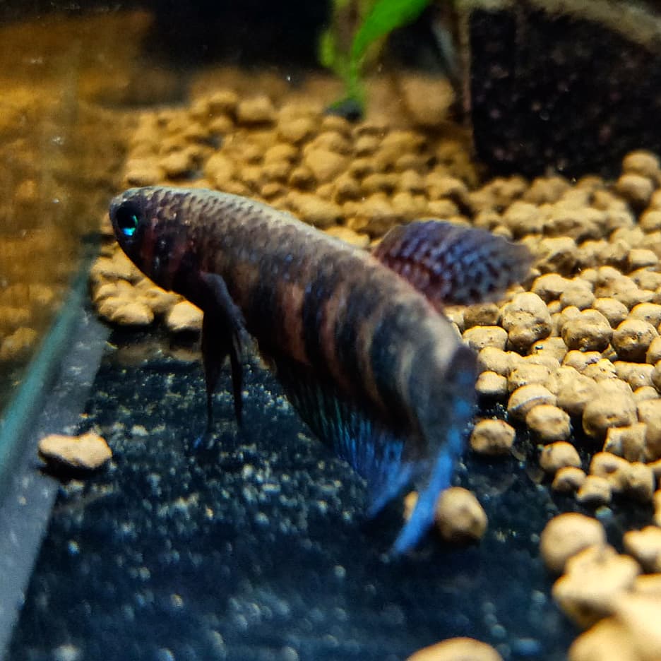 Betta Hendra