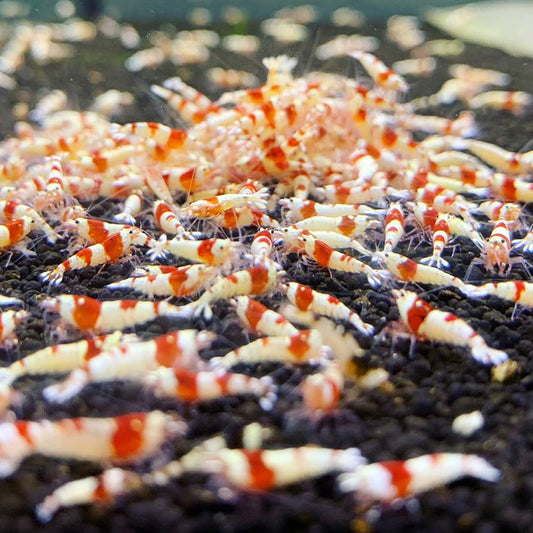Caridina Cantonesis sp. Crystal Red CRS