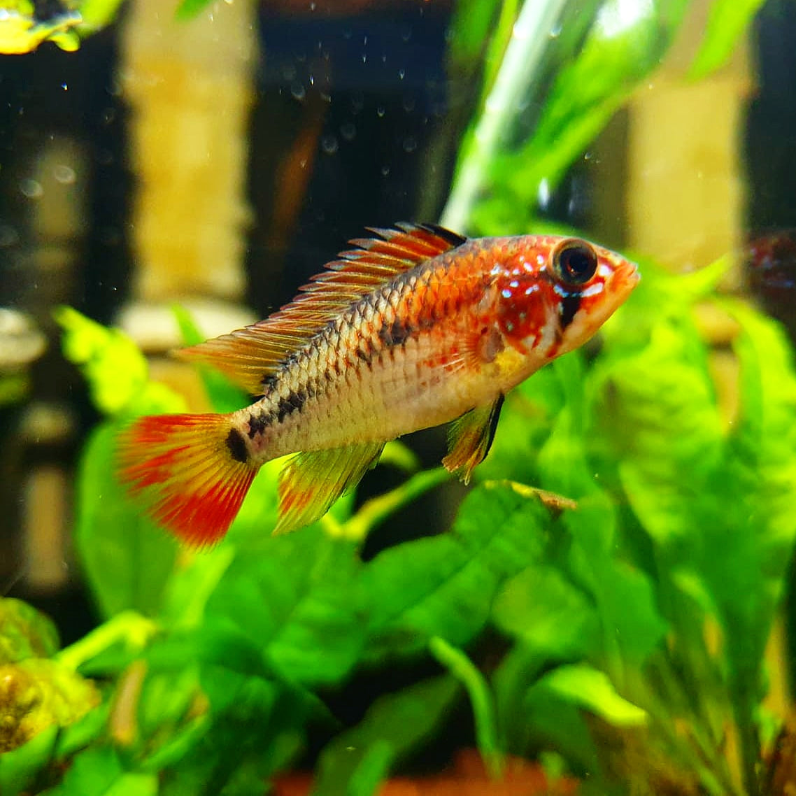 Apistogramma Macmasteri