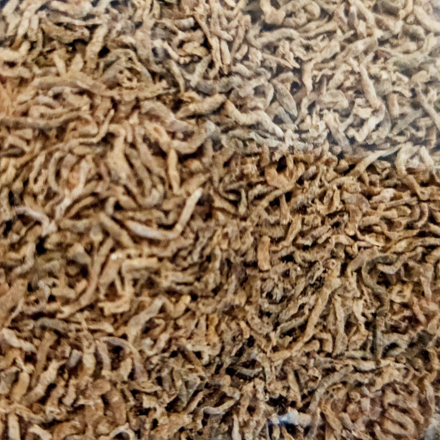 Australian Black Worms - Original (Loose)